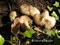 Entoloma sepium-amf1991